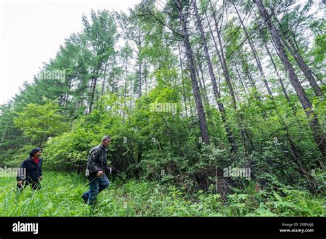 Heilongjiang Shimin Forestry Bureau Scenic Area - En resa genom skogarnas hjärta och en möjlighet att njuta av vacker natur!