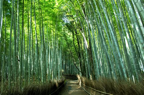 Bamboonskogen i Arashiyama: En magisk bambujungel och en spirituell oas!