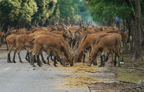  Dafeng Milu Nature Reserve Enchanting Haven for Endangered Deer and Captivating Natural Beauty!